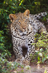 Leopard (Panthera pardus) lying in bushes