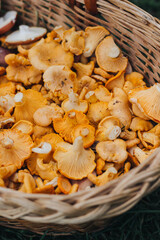 Fototapeta premium mushrooms in a basket