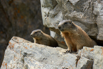 Murmeltiere auf und in Felsen in Bergen Alpen Munggen Mankei Echter Erdhörnchen