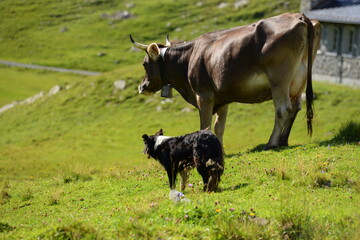 Schweizer Kühe auf der Almweide