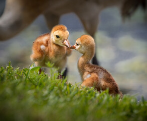 Two sibling sandhill crane chicks kiss.