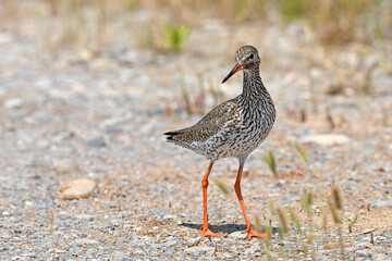  Rotschenkel (Tringa totanus) - Common redshank 