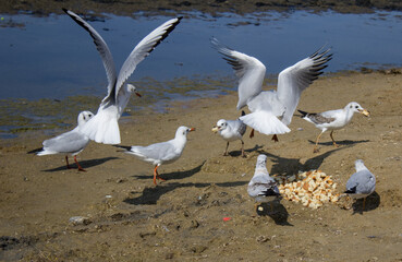 Feeding seagulls on the beach