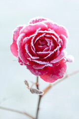 霜が付いたバラ