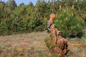 Eurasian hoopoe. Bird in spring. Upupa epops