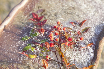 屋外で凍る南天植物