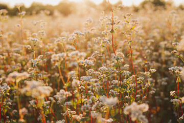 flowers in the field