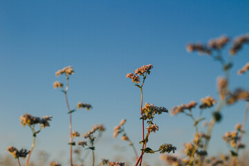 field of buckwheat