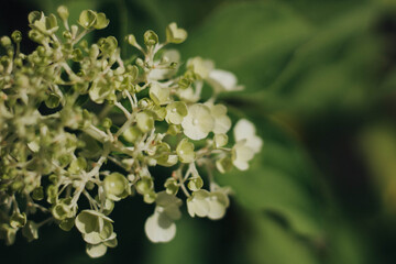 close up of a flower