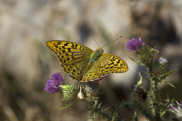 yellow spotted butterfly sits on a purple flower. south of Russia, summer