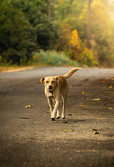 A wandering labrador running along an autumn path with leaves