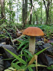 mushroom in the forest