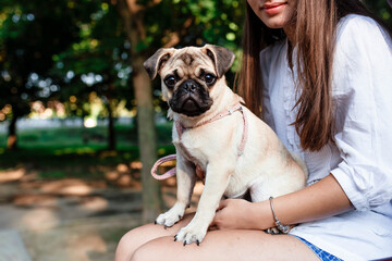 Happy dog. Young woman walking with pug dog in summer park. A humble pet with his master. Portrait of a pug. Portrait of Beautiful male Pug puppy dog. The dog is lying on the ground.