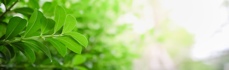 Closeup of green leaf on blurred greenery background in garden with bokeh and copy space using as background cover page concept.