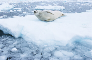 Fur Seal lying on ice flow