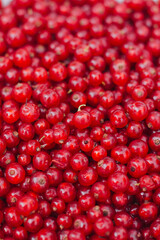 red cranberries background