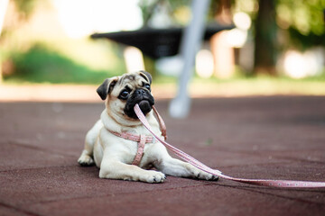 Happy dog. Young woman walking with pug dog in summer park. A humble pet with his master. Portrait...