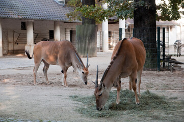 Berlin zoo antelope © Malgo