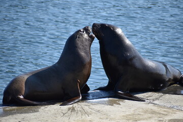 Naklejka premium lobos marinos