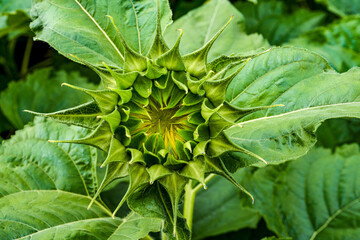 Close-up of a sunflower bud that is about to bloom