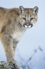 Mountain Lion standing on rock