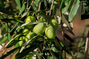 Bunch of green olives with leaves on the tree with unfocused background. Fruits of the field concept