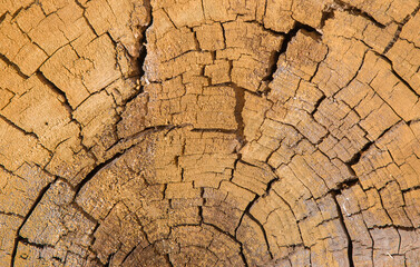 Cross section of tree trunk. Wood texture