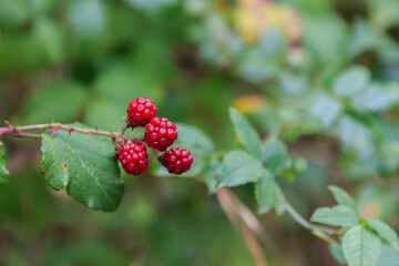 Wild red berries on the plant hanging with blur background. Wild fruits concept