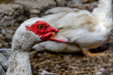 Portrait of a white domestic duck in the backyard.