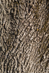 Vertical close-up of old grey dry tree bark. Wood pattern. Natural Background/Textures