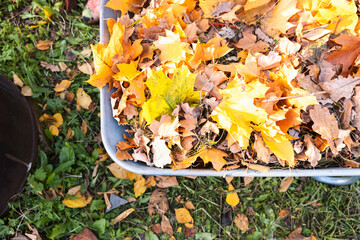 Autumn leaves in a wheelbarrow and female gardener hand in garden glove holds the leaves in hand, burning autumn maple oak leaves, country work