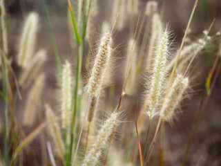 softly blurred fluffy wild grass flowers abstract background