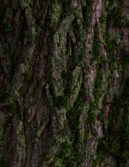 Moss on tree bark. 