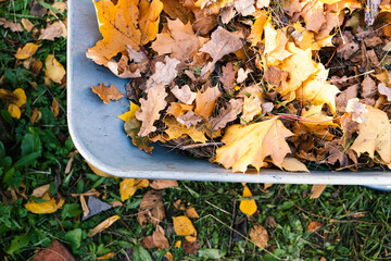 Autumn leaves in a wheelbarrow and gardener in rubber boots view from above, burning autumn maple oak leaves, country work