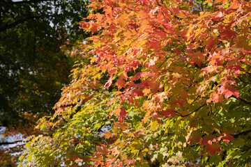 Beautiful Autumn Leaves at the High Park in Toronto Ontario Canada