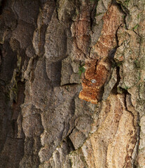 Bark of a tree trunk