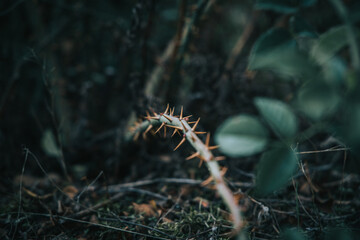 Spikes