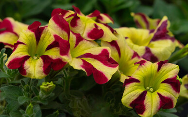 red and yellow flowers