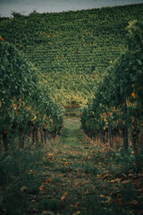 Fototapeta premium Winery field
