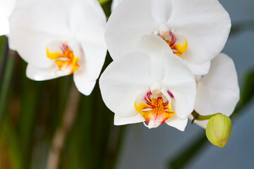 Fototapeta na wymiar Branch of white orchid with buds on a blurred background.