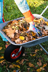 Autumn leaves in a wheelbarrow and female gardener hand in garden glove holds the leaves in hand, burning autumn maple oak leaves, country work