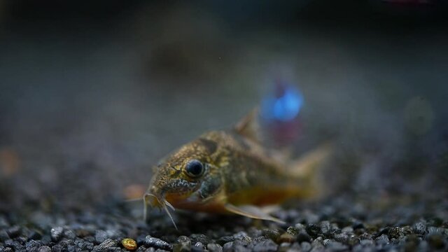 Catfish Corydoras frontal closeup with blurred background. Selective focus.