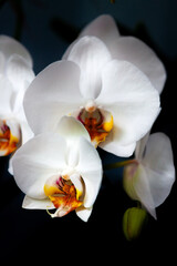 White delicate large-flowered orchid in a beautiful style on a black background