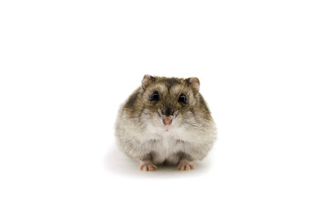 Hamster on white