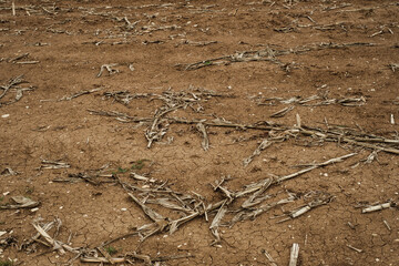 Ein abgeerntetes leeres Maisfeld nach der Erntezeit im Herbst