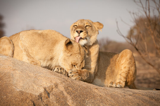Two Relaxing Lions Showing Affection To Each Other in Zimbabwe