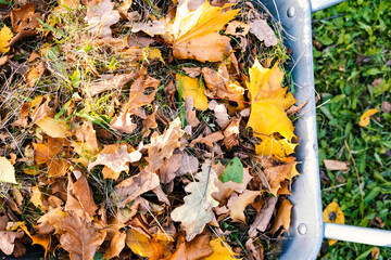 Autumn leaves in a wheelbarrow and female gardener hand in garden glove holds the leaves in hand, burning autumn maple oak leaves, country work