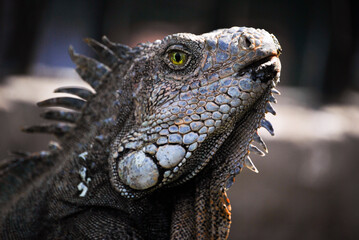 Rostro Iguana