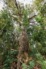 Fototapeta premium Tall Kauri Tree in Waipoua Forest