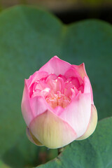 Half bloom beautiful Pink Lotus close up with green curved water repellent leaves and a drop of water on a sunny day on a pond